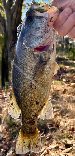 ラージマウスバスの釣果