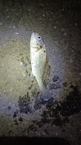 ニベの釣果