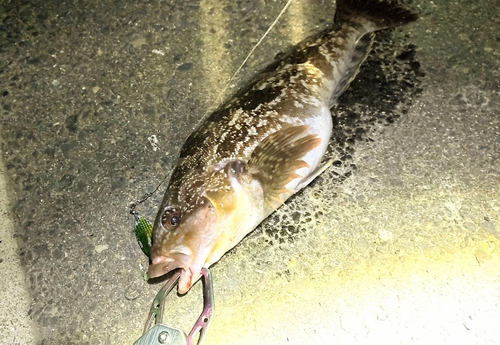 アイナメの釣果