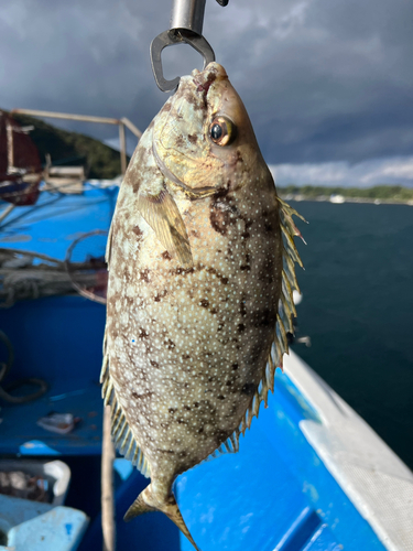 アイゴの釣果