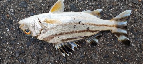 コトヒキの釣果