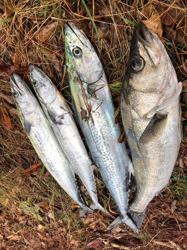 ヒラスズキの釣果