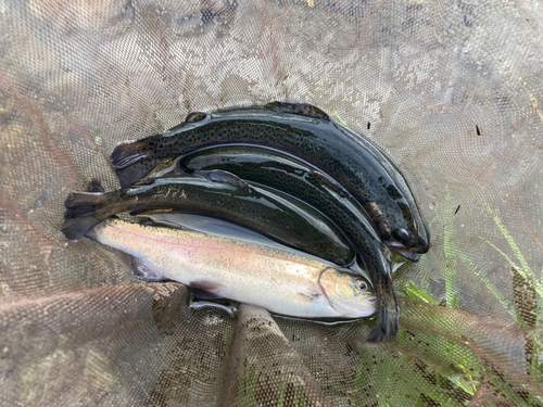 ニジマスの釣果