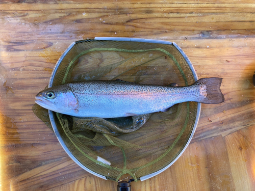 ニジマスの釣果