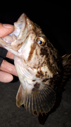 ベッコウゾイの釣果