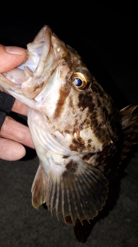 ベッコウゾイの釣果