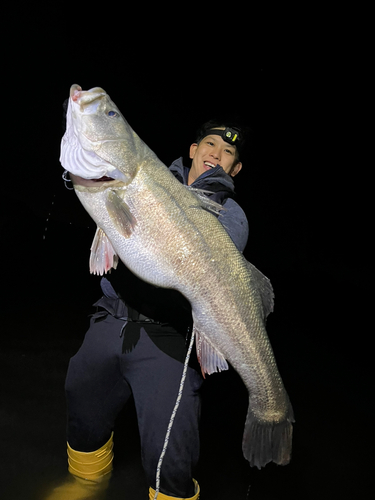 タイリクスズキの釣果