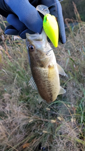 ブラックバスの釣果