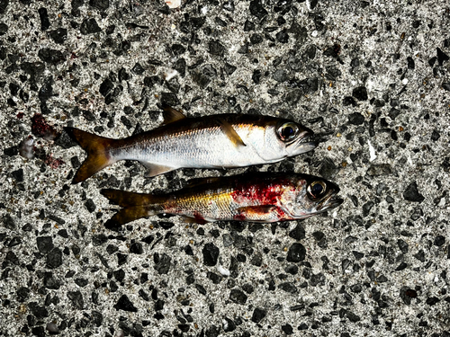 クロムツの釣果