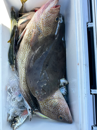 オオモンハタの釣果