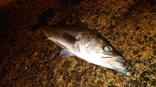 フッコ（マルスズキ）の釣果