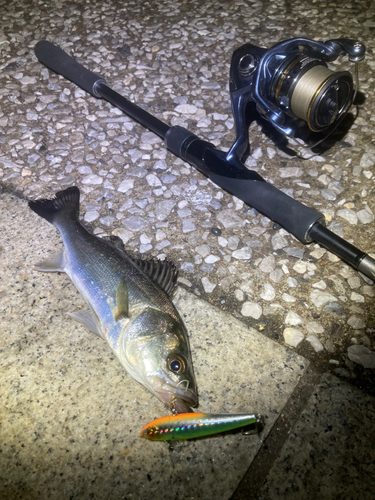 シーバスの釣果