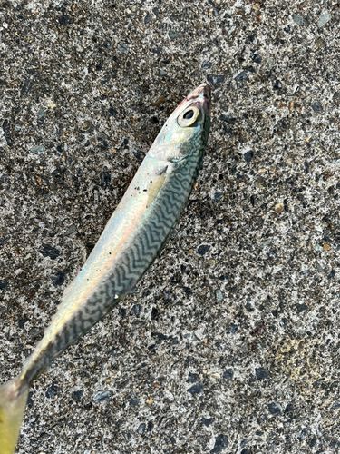 サバの釣果