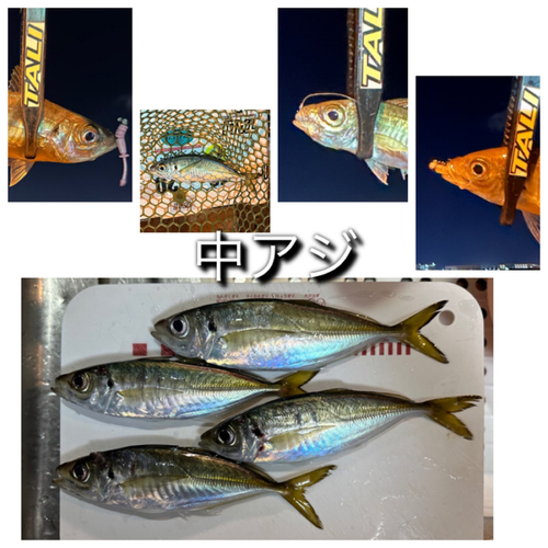 アジの釣果