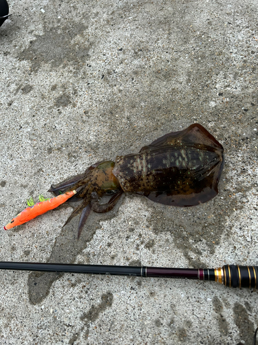 アオリイカの釣果