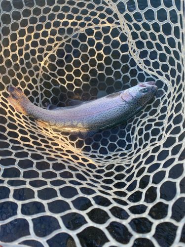 ニジマスの釣果