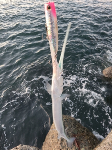 ダツの釣果