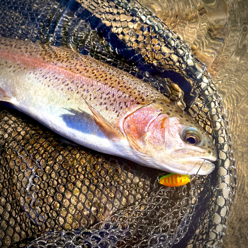 ニジマスの釣果