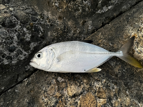 メッキの釣果