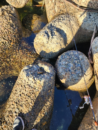 タケノコメバルの釣果