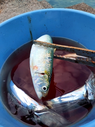 イワシの釣果