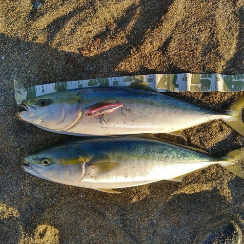 ワラサの釣果