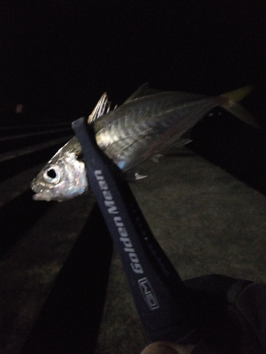 マアジの釣果