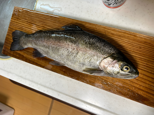 ホウライマスの釣果