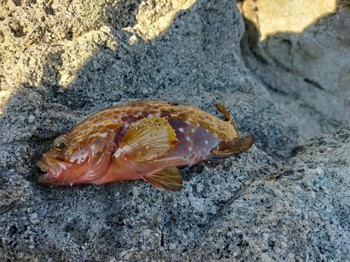 キジハタの釣果