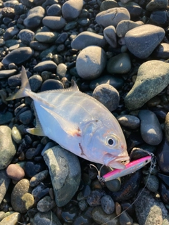 メッキの釣果