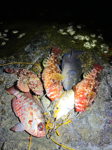 オナガグレの釣果