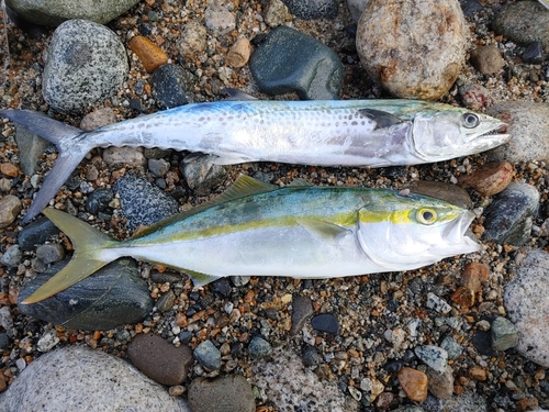 サゴシの釣果