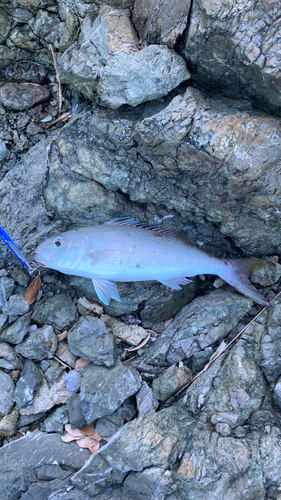 アオチビキの釣果