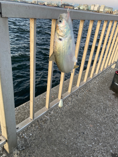 コノシロの釣果