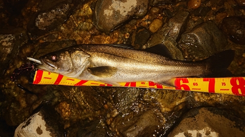 スズキの釣果