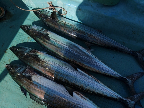 サゴシの釣果