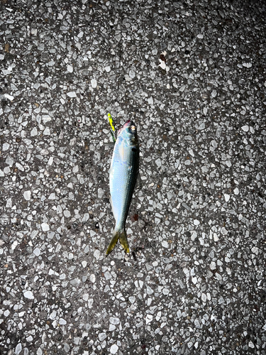 コノシロの釣果