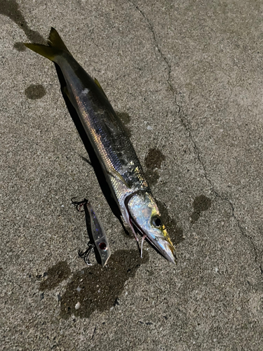 カマスの釣果