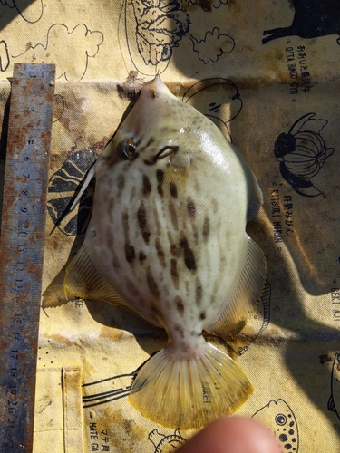 カワハギの釣果