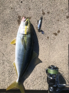 ハマチの釣果