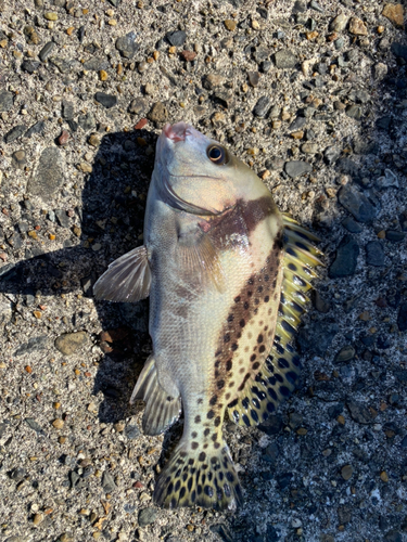 コショウダイの釣果