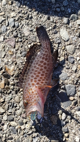 オオモンハタの釣果