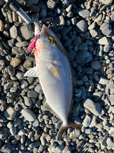 ネイリの釣果