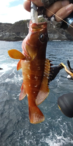 アカハタの釣果