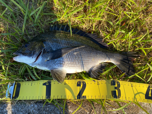 クロダイの釣果