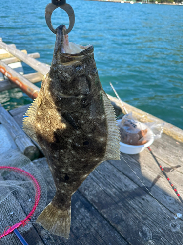 ヒラメの釣果