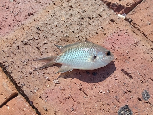 スズメダイの釣果