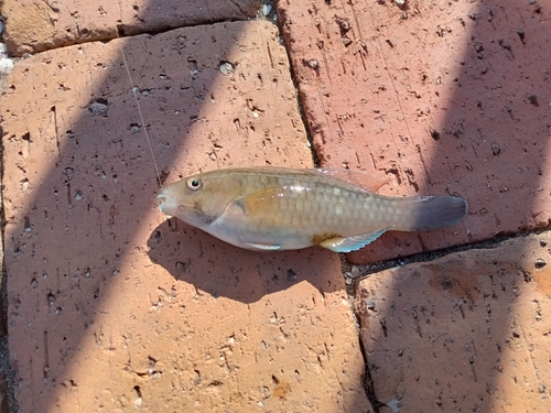 ブダイの釣果