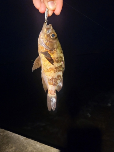 タケノコメバルの釣果