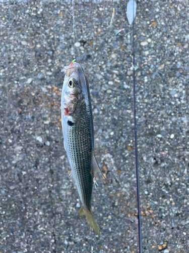 コノシロの釣果